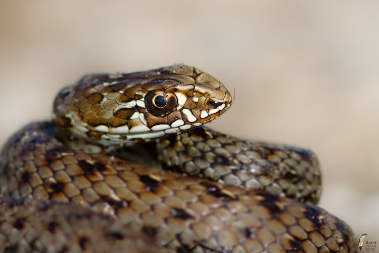 Fão Natural... Cobrarateira