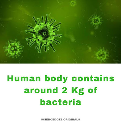 Human body bacteria facts