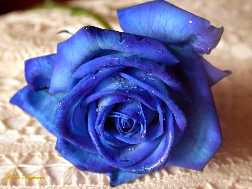 blue flowers pics blue roseのストックフォト istock the science of