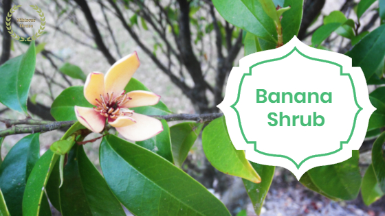 The Italiagal Simple Pleasure Sunday Flowering Shrubs