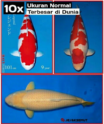 ikan koi terbesar