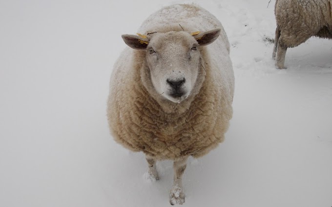 Foto van een schaap in de sneeuw