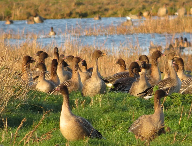 Bean Geese, Cley