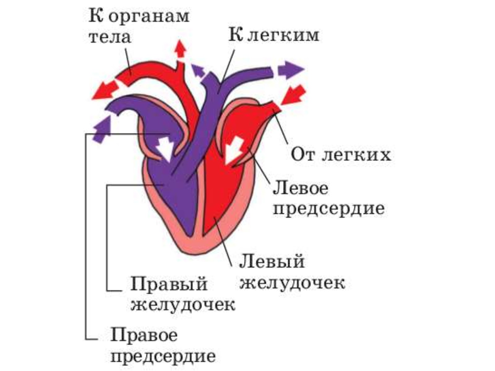 От левого предсердия к легким. Схема строения сердца птиц. Схема строения сердца млекопитающих. Строение сердца птиц и млекопитающих. Строение сердца млекопитающих движение крови.