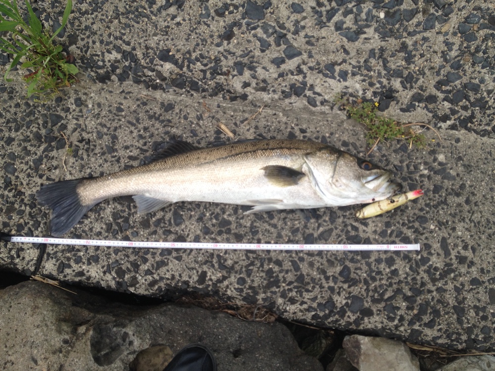 American saltwater lures can catch Japanese fish? (No. 364) Huge