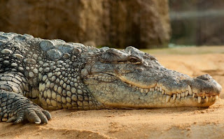 मगरमच्छ की कुछ जानकारी ▷ some facts about crocodile in hindi मगरमच्छ की कुछ जानकारी ▷ some facts about crocodile in hindi