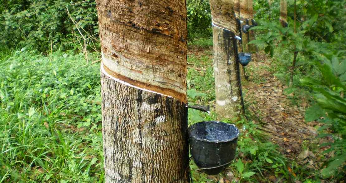 La riqueza de las selvas tropicales Biología La riqueza de las selvas tropicales Biología