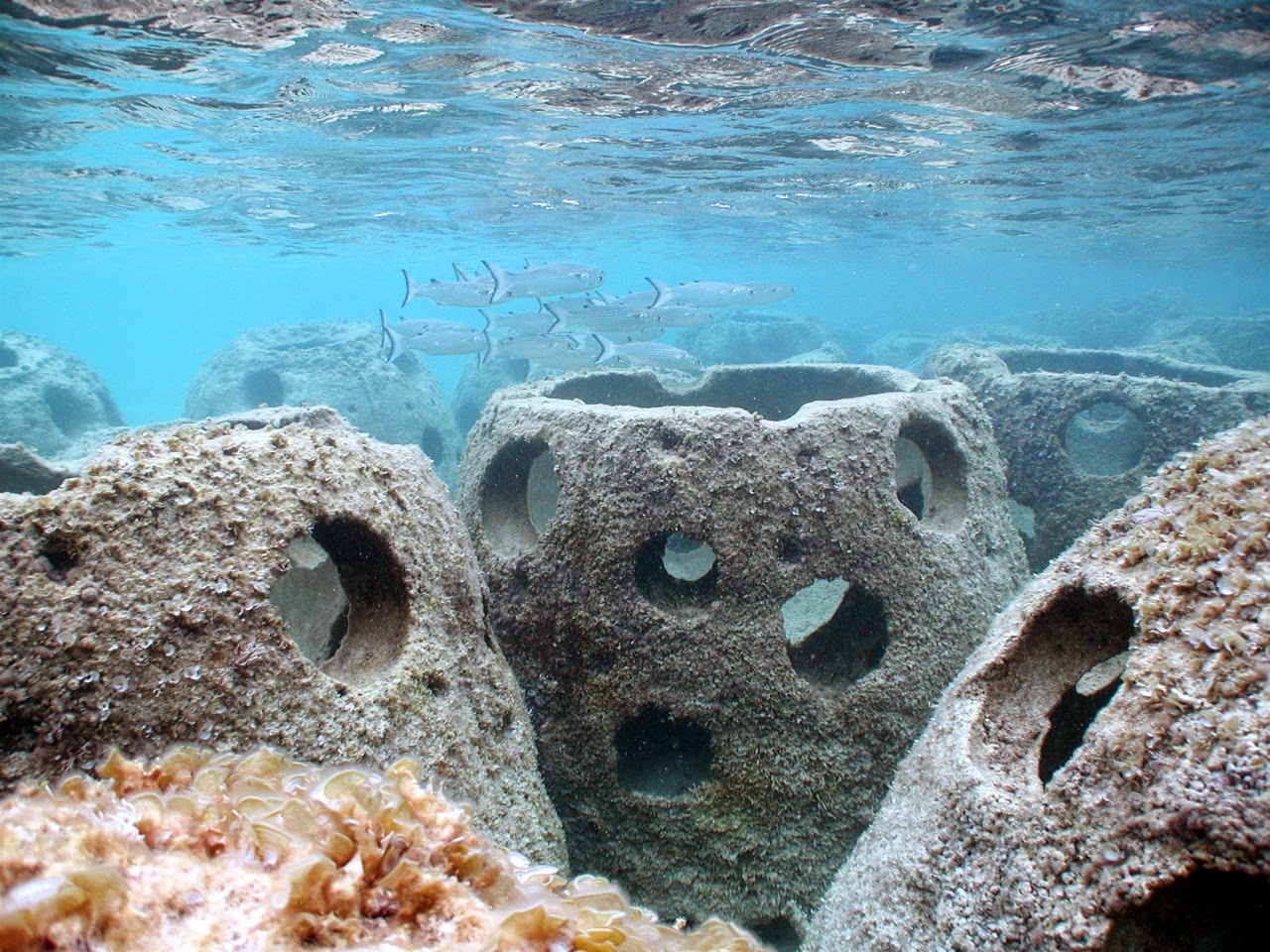 A World without Safe Water Artificial reefs Woohoo!