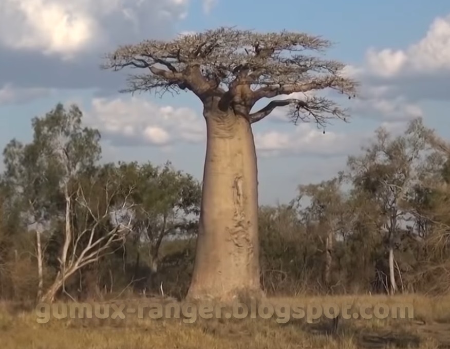 Pohon Baobab Grandidier