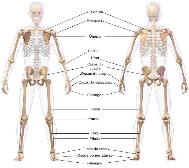 Sistema Esquelético Osteologia (Estudo dos ossos)