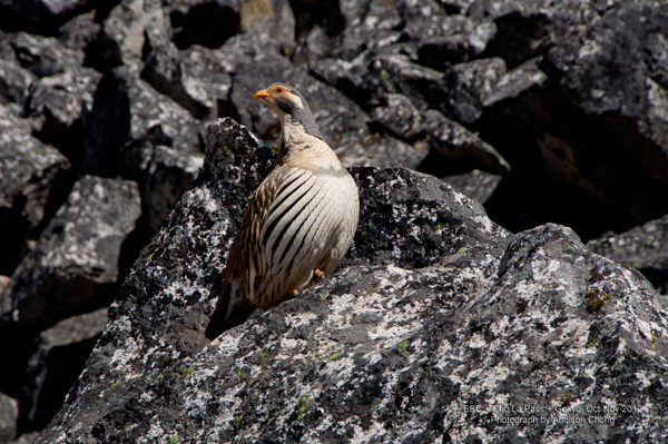 Cho La Pass to Thagnag, Tibetan Snowcock Cho La Pass to Thagnag, Tibetan Snowcock