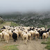 Στη Βουλή φέρνει ο ΣΥΡΙΖΑ-ΠΣ τα μειωμένα ποσά και τους αποκλεισμούς κτηνοτρόφων από τη συνδεδεμένη ενίσχυση