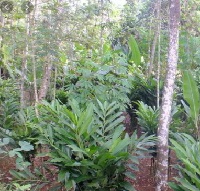 Anim Agro Technology: POTENSI TANAMAN KAPULAGA