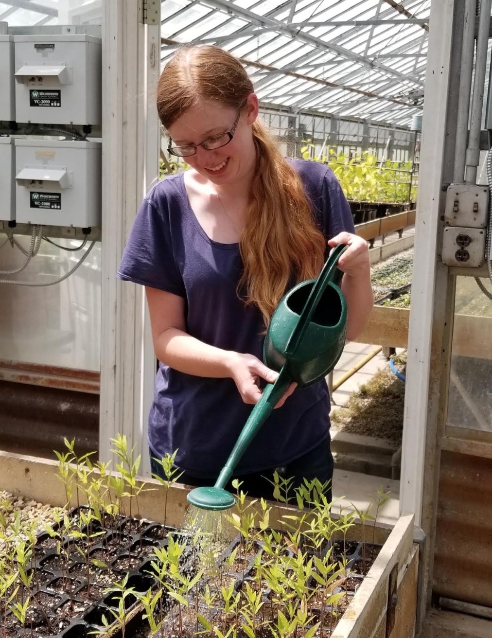 Backyard Patch Herbal Blog Herb Of The Week Thyme English