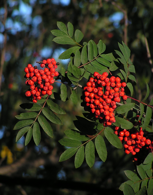 Are Rowan Berries Poisonous To Dogs