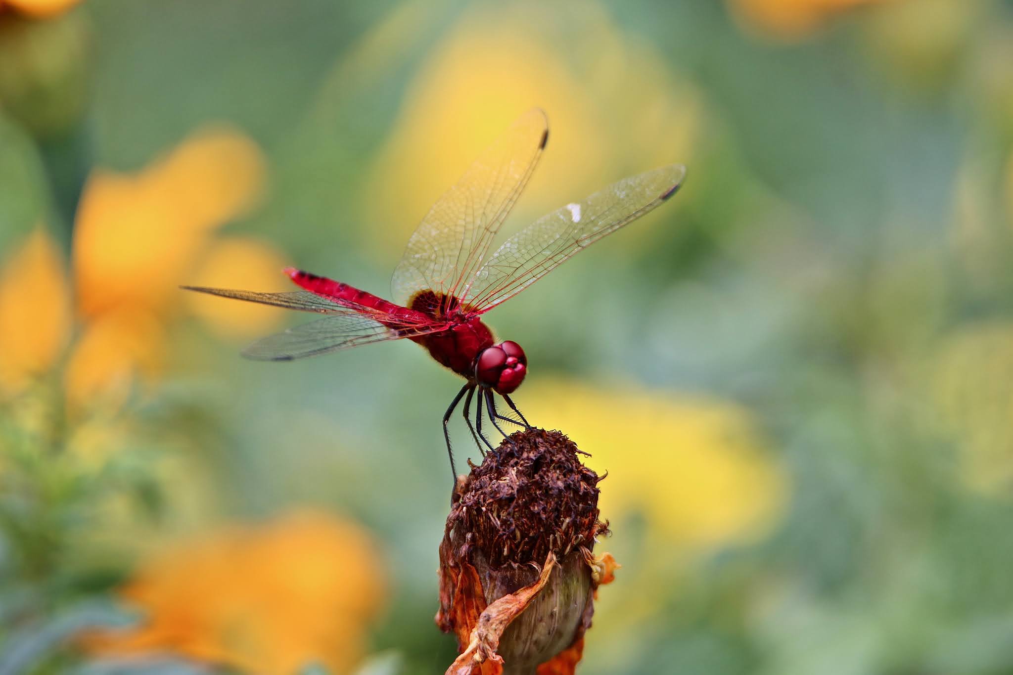 Scarlet Dragonfly high resolution free