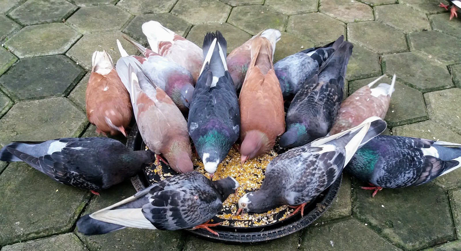 Cerita Sedih Ketika Koloni Burung Merpati Diserang Predator