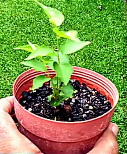 To Grow Apricot Tree From Seed