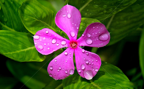 This plant is not less than any life, it has many medicinal properties. Funny Jokes This plant is not less than any life, it has many medicinal properties. Funny Jokes