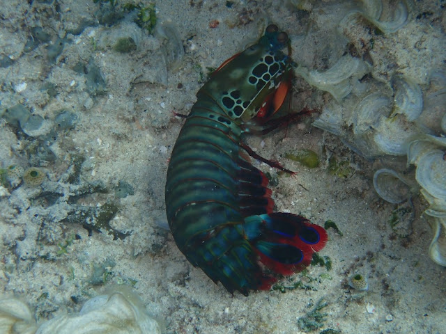 Odontodactylus scyllarus Odontodactylus scyllarus