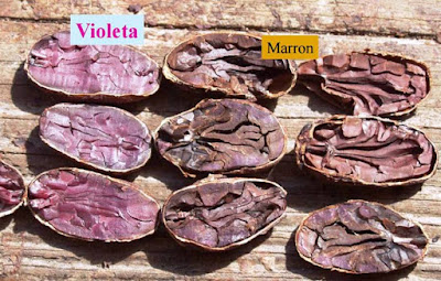 Granos deficientemente fermentados (color violeta) y granos bien fermentados (marrones) Granos deficientemente fermentados (color violeta) y granos bien fermentados (marrones).