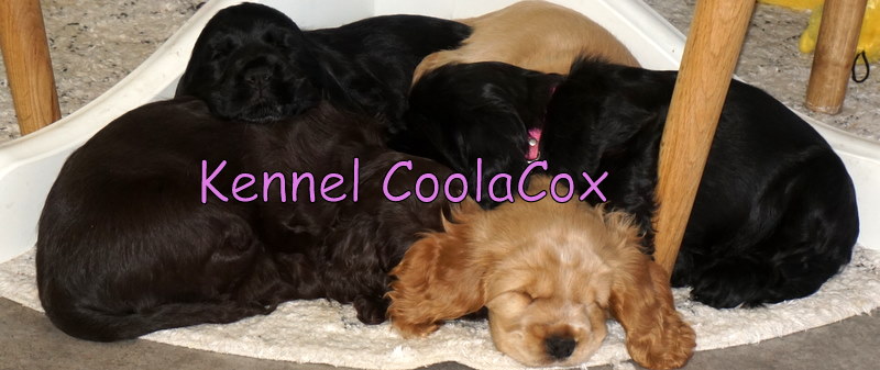 Kennel Coolacox