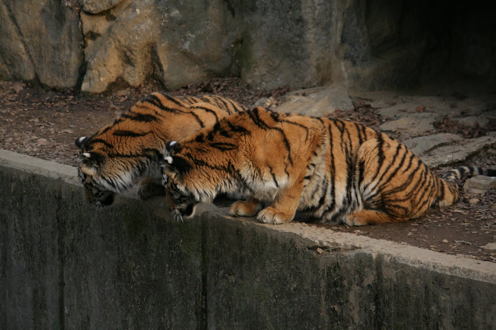 Blood, rice and noodles: Seoul Grand Park Zoo