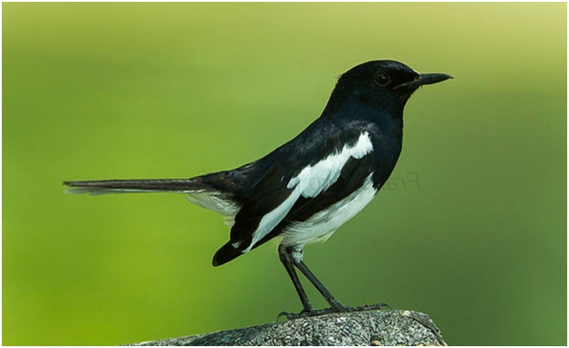 Cara Mengatasi Burung Kacer Macet Bunyi Agar Gacor kembali