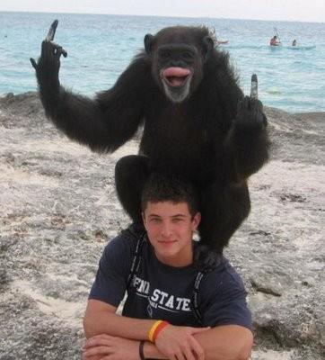 Witziger Affe zeigt Stinkefinger am Strand