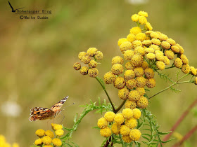 Hohenaspe Eine Gemeinde Stellt Sich Vor Oktober 2018