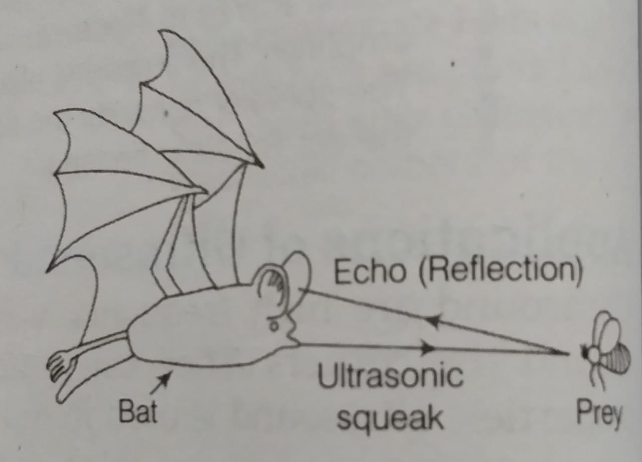 SONAR and communication of Bats