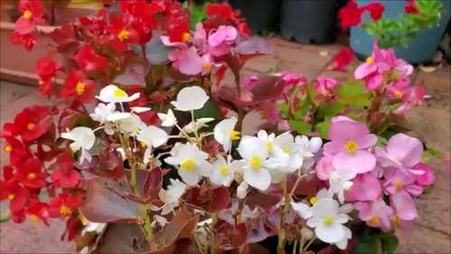 Begonia Flowers