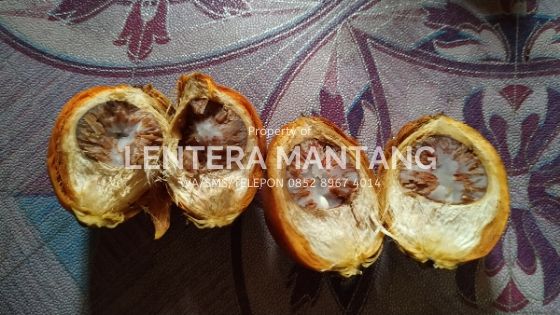 KEUNGGULAN PINANG BETARA YANG BELUM DIKETAHUI BANYAK ORANG