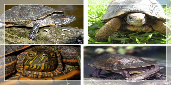 Tartarugas, Cágados ou Jabutis