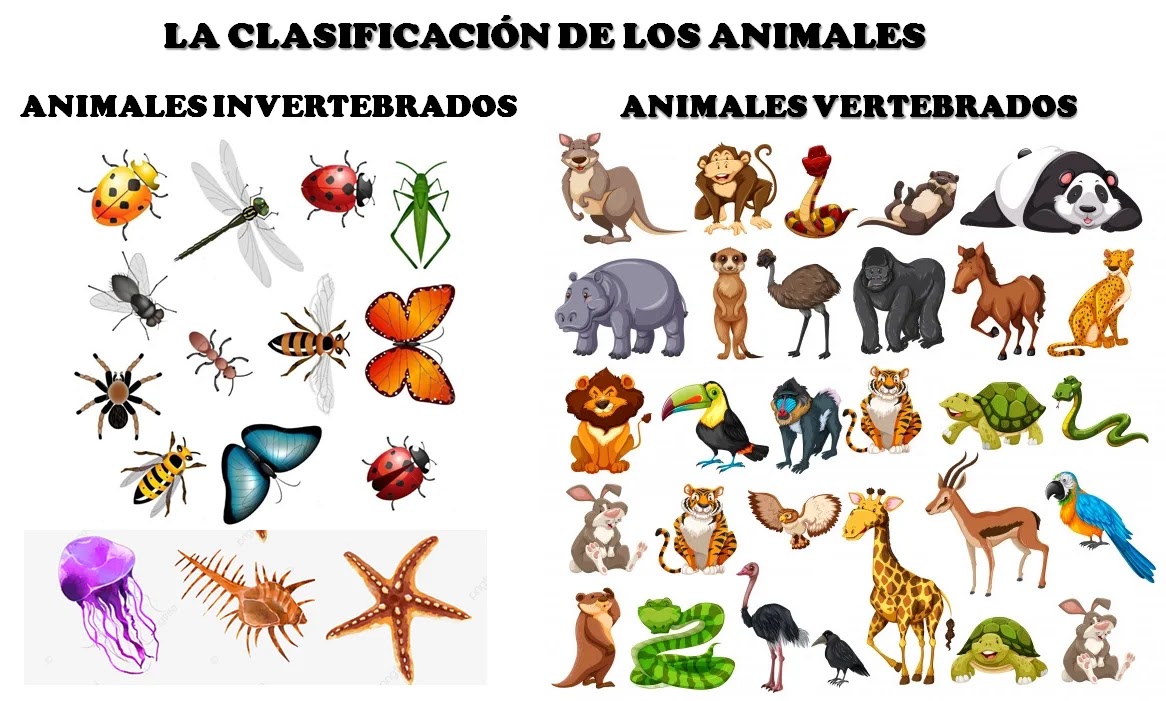 TALLER LA CLASIFICACIÓN DE LOS ANIMALES
