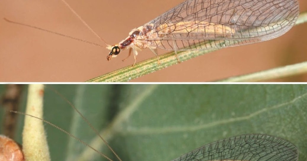 Species New to Science: [Entomology • 2020] Chrysopa niki • A New ...