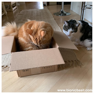 BBHQ BOX INSPECTORS @BionicBasil® The Sunday Selfies