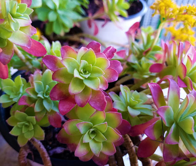 Sedum (Sedum palmeri S.Watson).