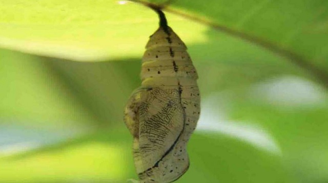 Contoh Teks Inspiratif