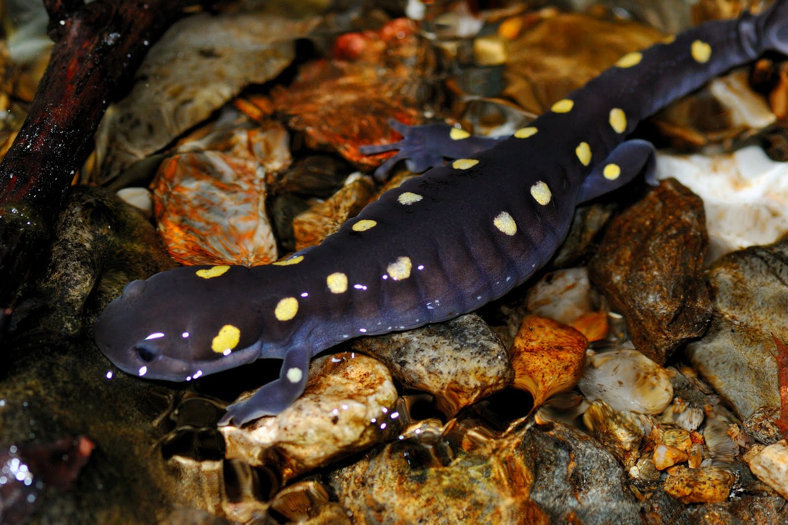 The Salamander  Blog The Adult Salamanders  During Migration