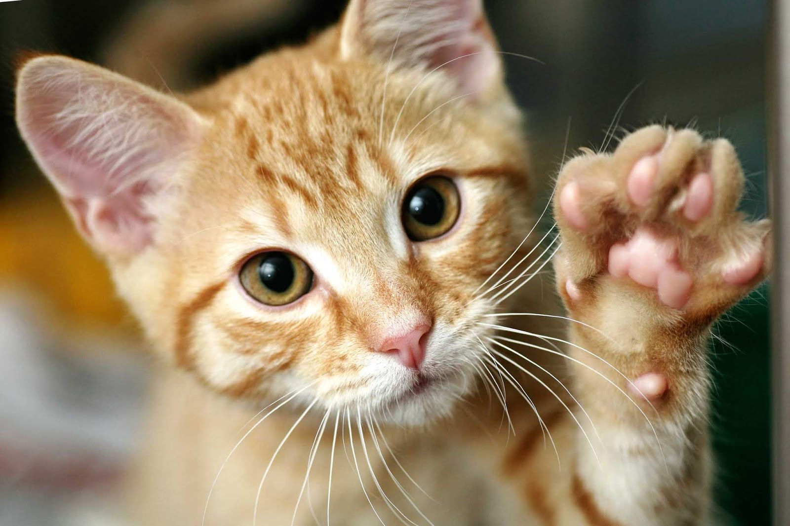 How To Train A Cat Tips And Tricks