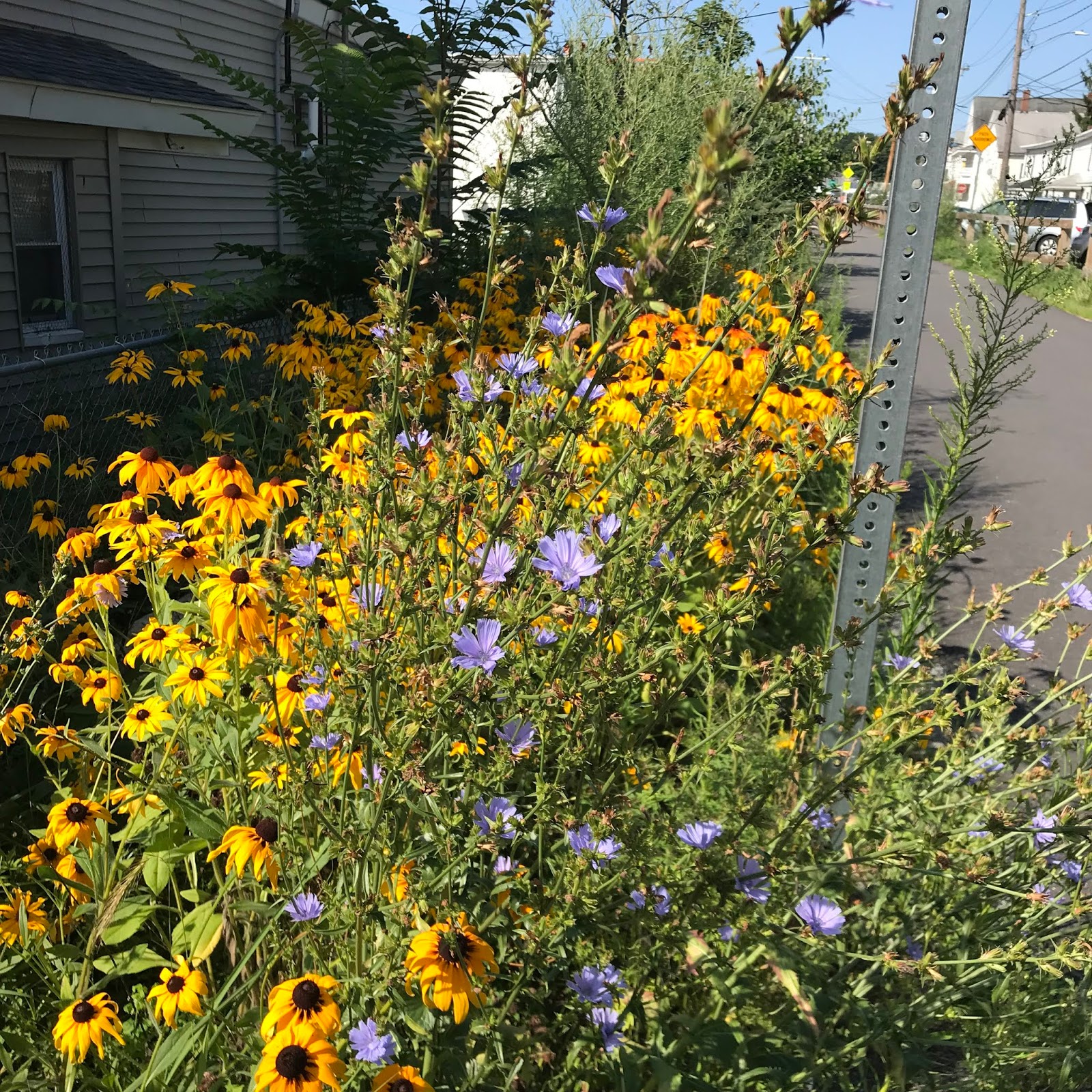 Maynard Life Outdoors and Hidden History of Maynard: Trail of Flowers ...