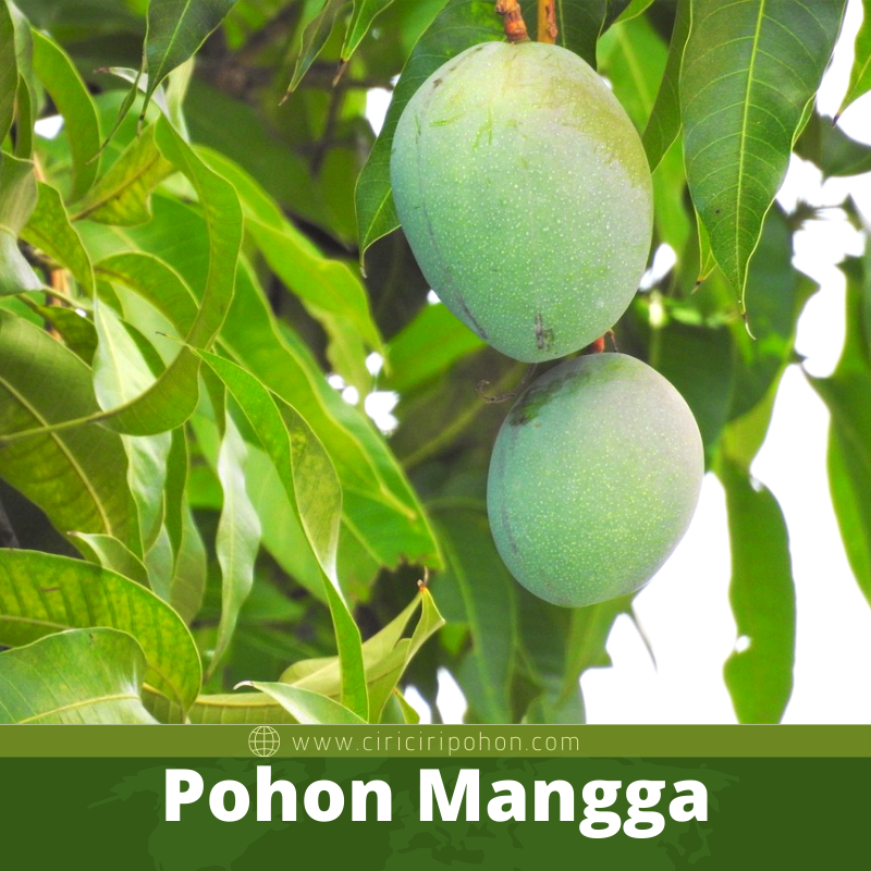 Memiliki Pohon Mangga Yang Pendek Atasi Dengan Cara Ini Ciriciripohon Com