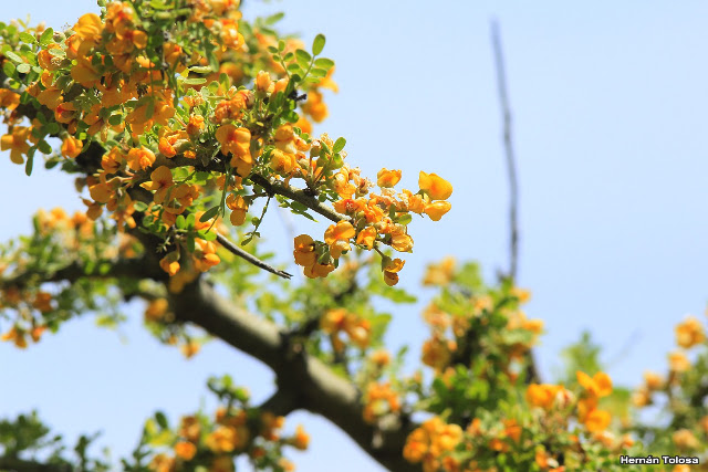 Flora Bonaerense: Chañar (Geoffroea decorticans)