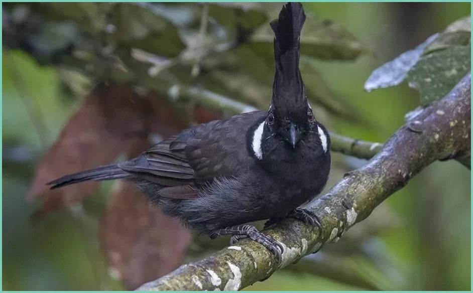 11++ Burung cililin gacor terbaru