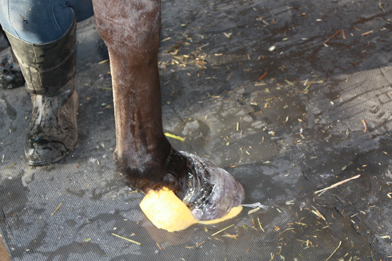 The Glorious Hoof Adventures with Hoof Casts