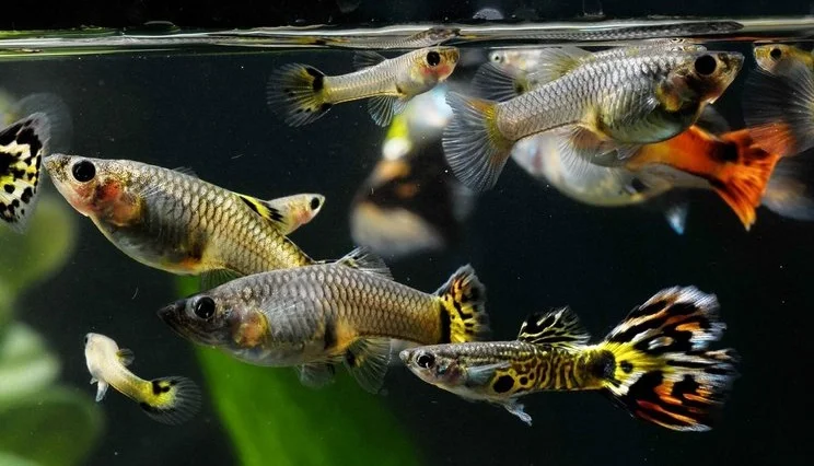 Penyebab Ikan Guppy Cepat Mati - Ikanhiasku