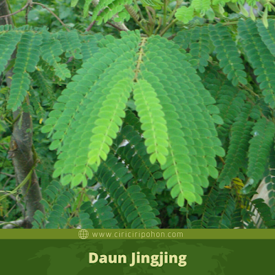 Daun Jingjing