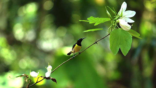 beautifull bird beautifull bird