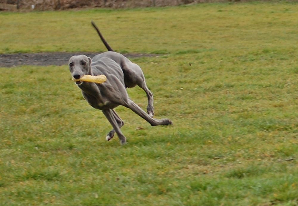 Crazy Runner´s Whippets